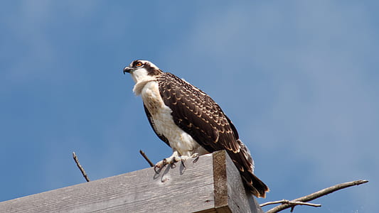 white and brown bird perching on brown wooden frame thumbnail