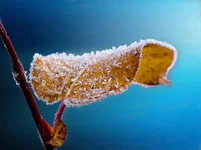 shallow focus on dried leaf thumbnail