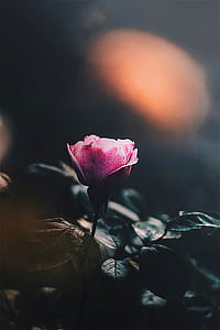 selective focus photography of pink petaled flower thumbnail