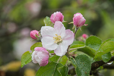 Apple Tree Blossom, Apple Blossom thumbnail