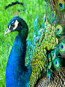 blue and brown peacock during daytime thumbnail