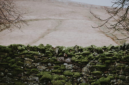 green grass on gray rock thumbnail