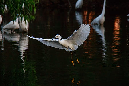 white bird over body of water thumbnail
