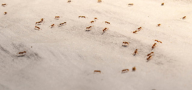 colony of brown fire ant on brown sand thumbnail