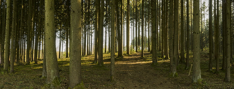 forest during daytime thumbnail