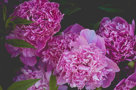 Pink Petaled Flower thumbnail