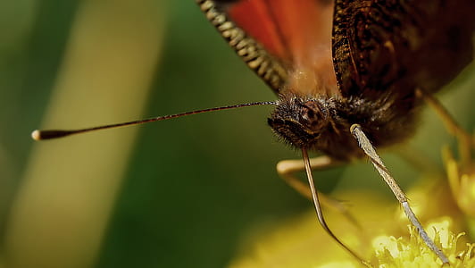 selective focus photo of brown butterfly thumbnail