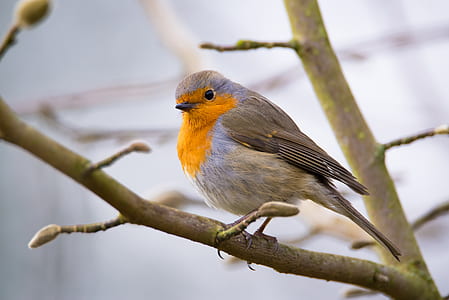 orange and gray bird thumbnail