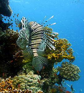 black and gray fish thumbnail