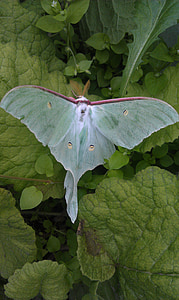 luna moth perching on green leaf thumbnail