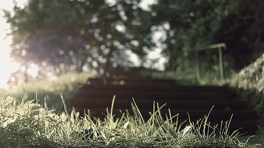 green grass Shallow Capture photography thumbnail