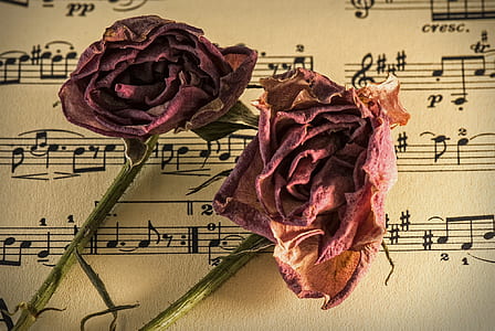 two dried red rose flowers thumbnail