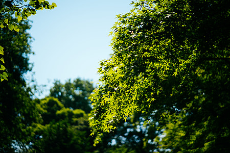 green leafed trees thumbnail