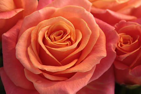 close-up photography of pink rose thumbnail