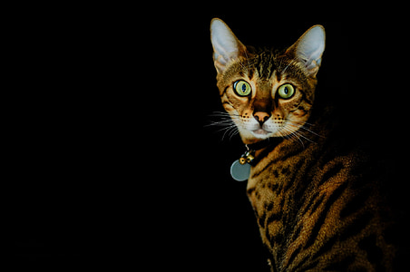 orange tabby cat thumbnail