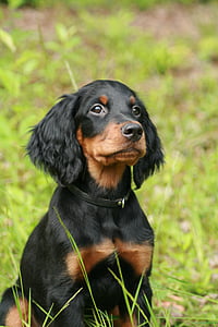selective focus photography of dog sitting on grass thumbnail