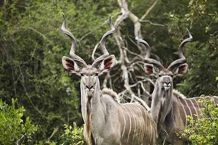 brown and gray deer standing near bush thumbnail