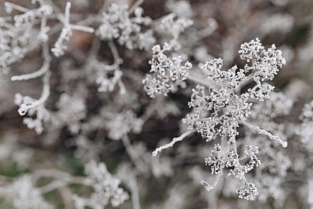 Frozen leaves & twigs thumbnail