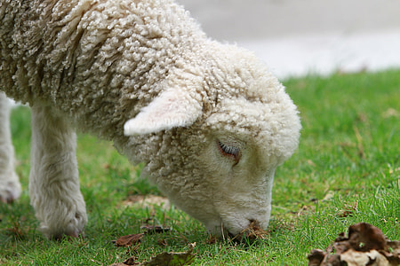 depth of field photography of white sheep eating green grass thumbnail