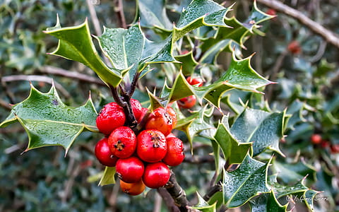 close up photo of red berries thumbnail