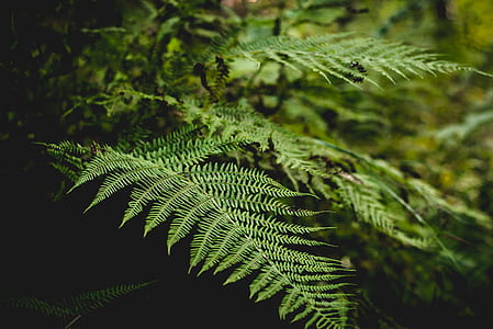 selective focus photo of green leafed plant thumbnail