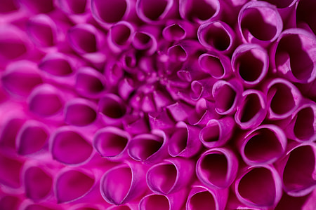 Closeup macro shot of the detailed interior of a pink flower. This image was captured with a Canon 6D and 100mm macro lens thumbnail