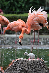 pink flamingo standing near chick thumbnail