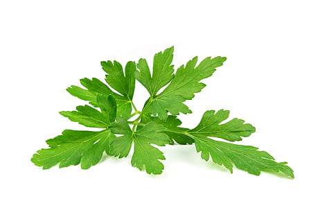 green leaf thumbnail
