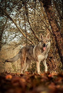 brown wolf in the forest during daytime thumbnail