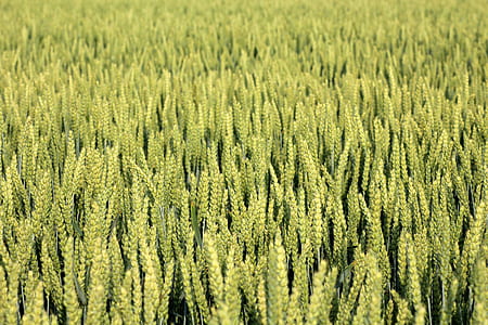 green grass field thumbnail