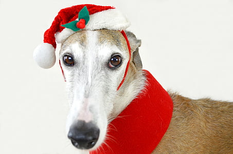 shallow photography of short-coated white and brown dog wearing ed and white Santa hat thumbnail