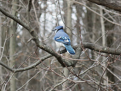 blue and white bird perched on tree branch at daytime thumbnail