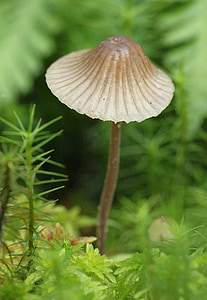 brown mushroom thumbnail