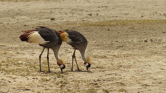 two black-and-white birds on brown sand during daytime thumbnail