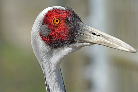 close-up photography gray beak red and gray bird thumbnail
