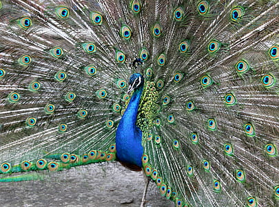 selective focus of peacock spreading feathers thumbnail