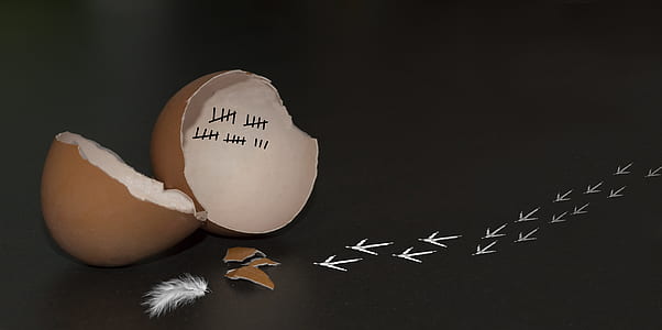 broken egg shell shallow photography thumbnail