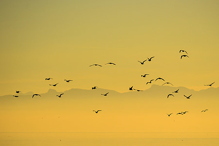 silhouette of birds flying on high altitude during golden hour thumbnail