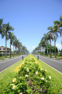 gray concrete road between trees at daytime thumbnail
