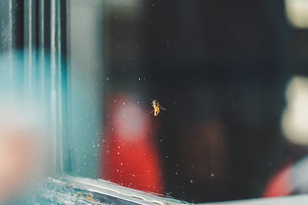 selective focus photography of brown wasp thumbnail