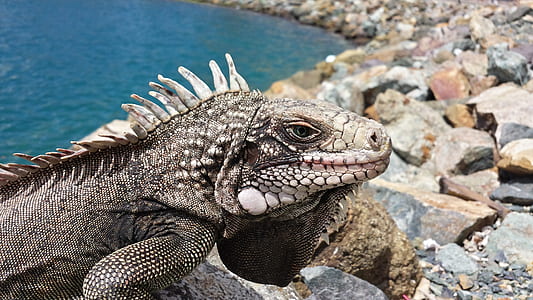 gray reptile on gray and black rock during daytime thumbnail