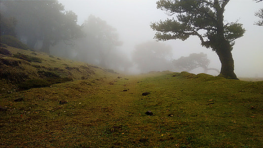 green grass field during mist thumbnail