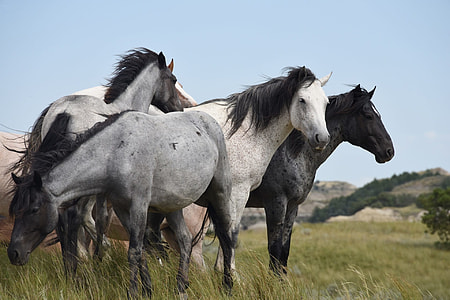 herd of horses on a green field during daytime thumbnail