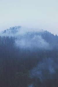 pine trees covered with fogs thumbnail