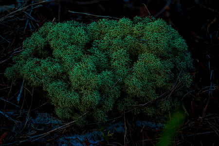 green tree thumbnail