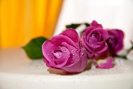 close-up photo of pink Rose with water droplets thumbnail