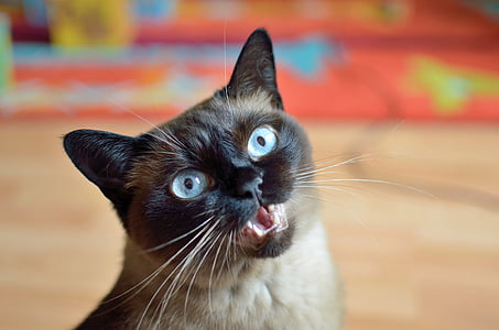 short-furred black and brown cat thumbnail