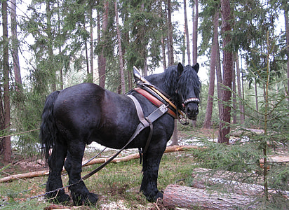 Horse, Working In The Forest thumbnail