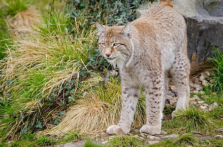 Lynx on Green Grass during Daytime thumbnail