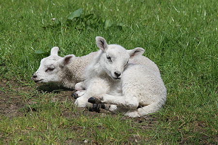 white lambs lying on green grass thumbnail
